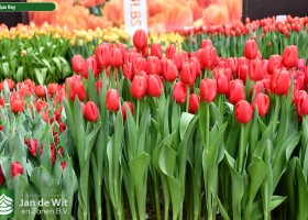 Tulipa Kay ® (2)